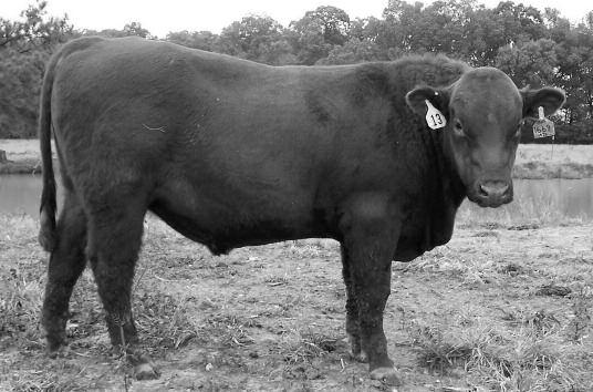 Coming 2-Year-Old s All bulls have been GGP-LD and have genetically enhanced EPDs.