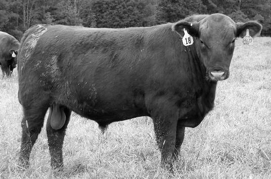 0 BW EPD Highly maternal pedigree on the dam side JEM Impact 228D Lot 16 Lot17 3627359 10-22-2016 217D JEM JEM NEW DIRECTION 217D ANDRAS IN FOCUS B152 MYTTY IN FOCUS ANDRAS NEW DIRECTION R240 ANDRAS
