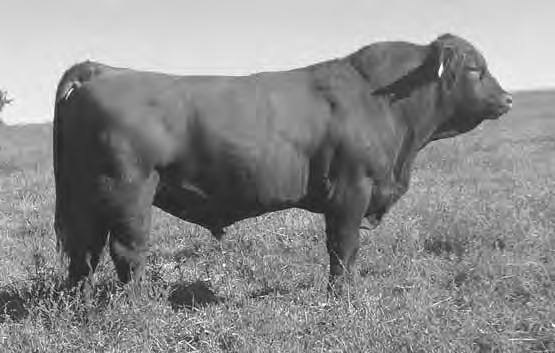 API. The API evaluates sires being used on the entire cowherd (bred to both Angus fi rst-calf heifers and mature cows) with a portion of their daughters being retained for breeding and the steers and