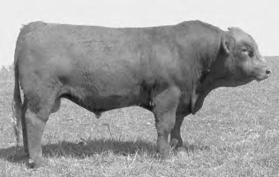 API puts heavy emphasis on bulls with good STAY (an estimate of the likelihood of a bull s daughters staying in the herd).