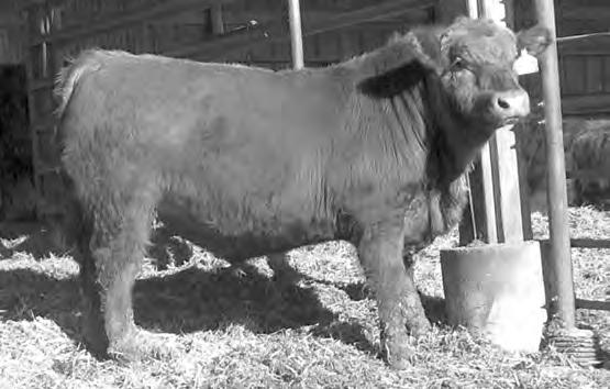 calving-ease bull