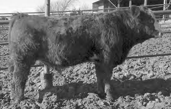 Dakota bull.
