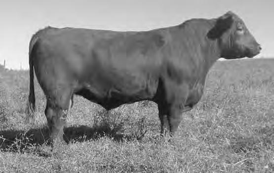 Red Angus Herdsires BSF HERITAGE A533 C3 Frame 6.
