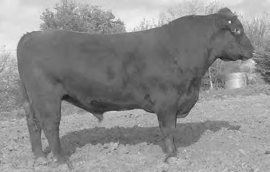 11% Stay and top 8% Marb Outcross heifer bull Fat LSFR FINAL STATEMENT 51Z BD: 3/9/12 RAAA Reg.