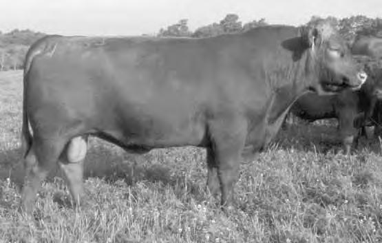 His dam is a steady producer with a beautiful udder and moderate frame. He s complete and rock solid. WR 104, YR 107, REA 114, 1.