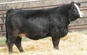 original selling price of any bull or female sold