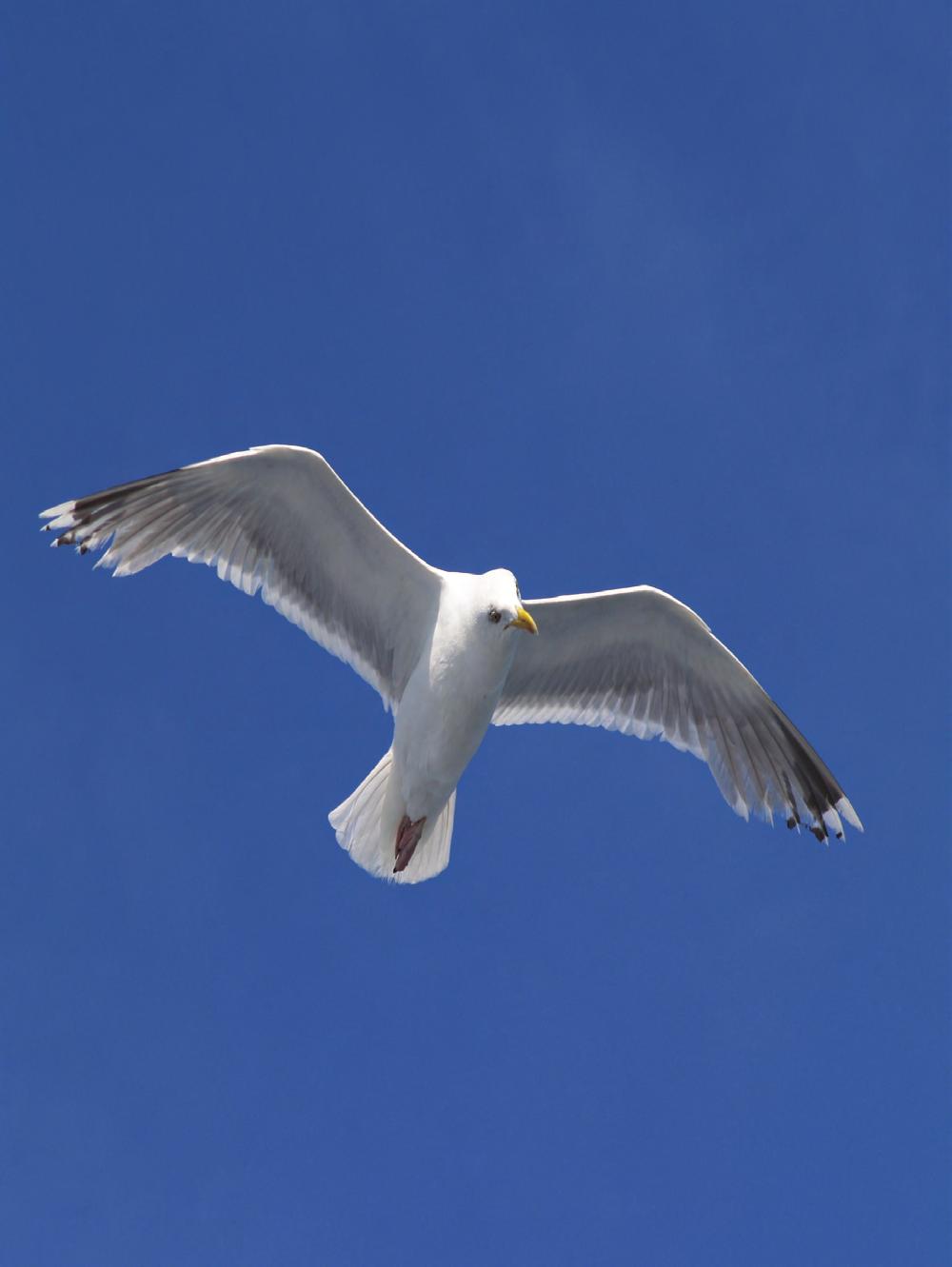 Img. 4 A seagull in flight (Photo courtesy of