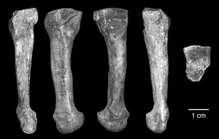 arches of the foot that provide a rigid propulsive lever and critical shock absorption during striding bipedal gait. Evidence for arches in the earliest well-known Australopithecus species, A.