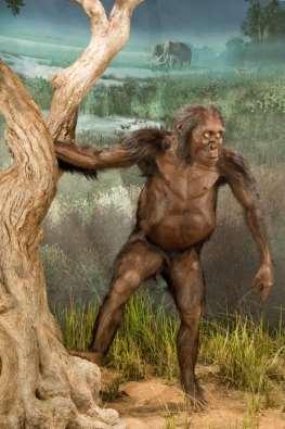individuals found Laetoli footprints 3.6 mya The famous Lucy 3.
