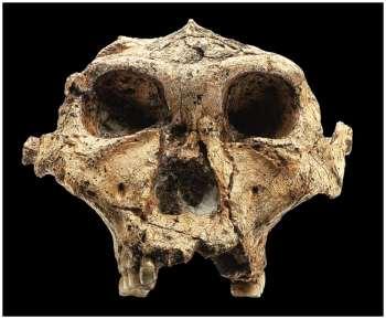 9. Australopithecus robustus (AKA Paranthropus robustus) 1.9 1.0 mya South Africa Descendent of A. africanus?