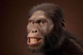 These are referred to as Paranthropus in your book A. aethiopicus, A. boisei, A. africanus, A.