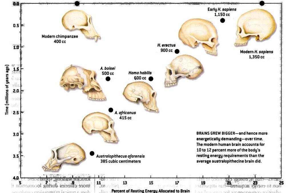Compare brain capacity of Homo habilis to