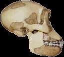 Homo habilis handy man * African hominin
