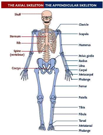 Appendicular Skeleton: