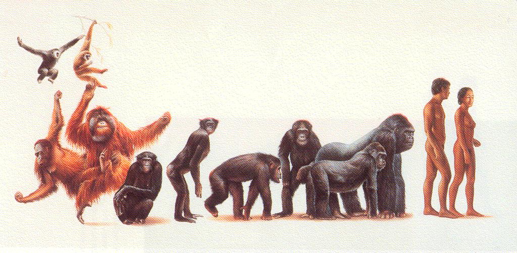 gibbons humans bonobos chimps orangutans gorillas