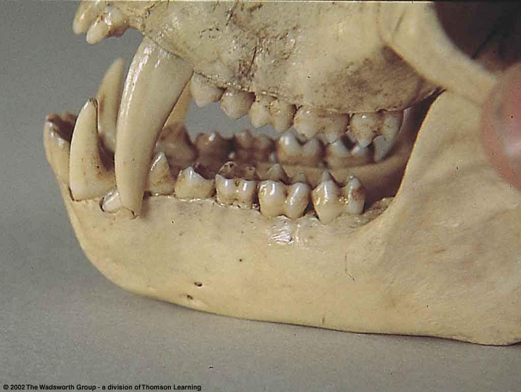 Teeth of a male patas monkey Understanding