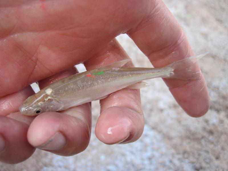 August 2013 Upper Colorado Region Grand Canyon Near Shore Ecology Study Figure 1. A juvenile humpback chub displaying two visible implant elastomer tags (orange and green slashes).