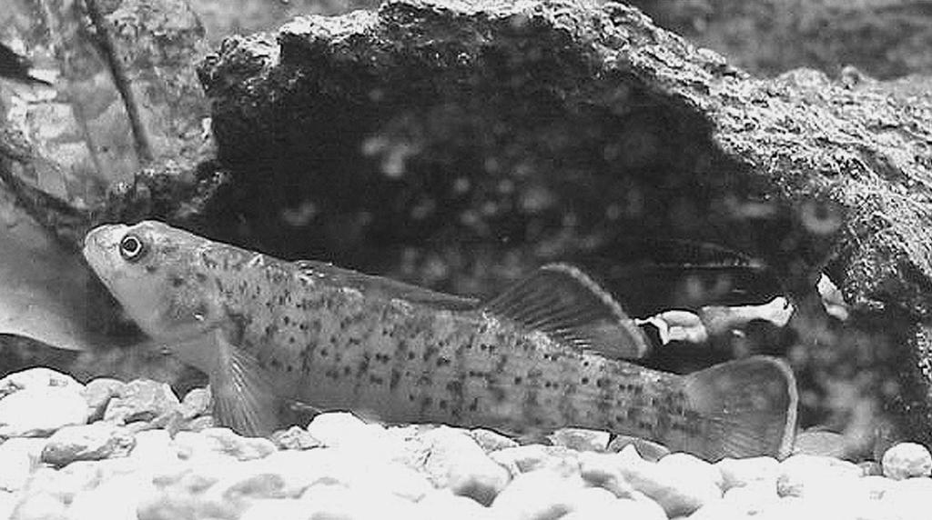 Spring (May) 2002 American Currents 16 Fig. 1. Redline darter, Etheostoma rufilineatum, in the aquarium. Photograph by Christopher Scharpf. 3.5 inches, which is rather large in its subgenus.
