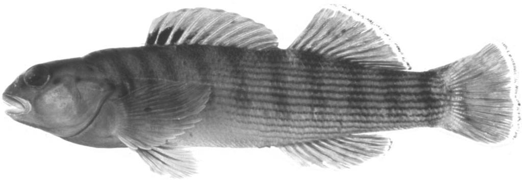 17 Fig. 2. Bluebreast darter, Etheostoma camurum, male, from Little South Fork River, Kentucky. Photograph by Richard T. Bryant.
