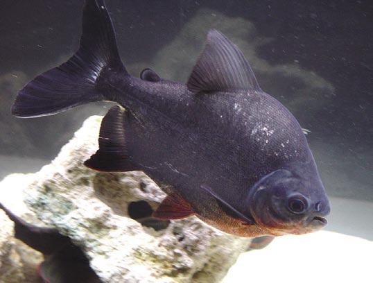 o DUMPING Red-bellied Pacu, Piaractus brachypomus Vulnerable Locations: Warmer areas along the Gulf of Mexico.
