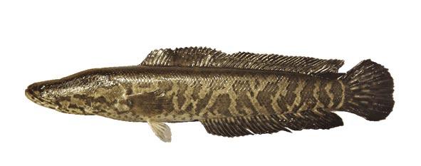 Specimens have been found measuring up to four feet in total length. Negative Impacts: Impacts currently unknown; found in ponds and warm water discharges in the northern Gulf of Mexico.