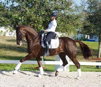 MARCH 2017 Dressage Horses For Sale in Florida Including competition horses in Florida competing on circuit.