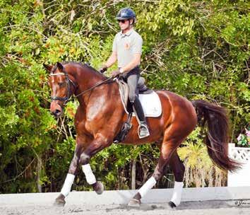 A fun horse to ride, Ricci is well-suited to a Jr, YR or AA.