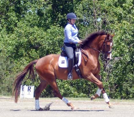 Johnny Road, a Grand Prix-bound 2010, Oldenburg gelding is schooling all upper-level work with quality gaits and loads of personality.