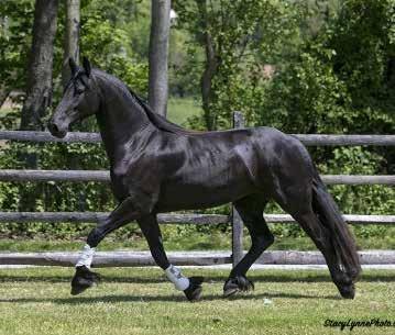 He has correct gaits with power and drive and is an outstanding producer of movement, confirmation and trainability.