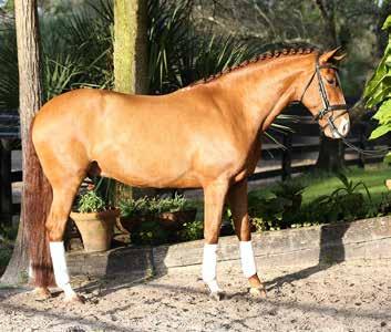 Excelsior is an FEI quality, 2009 Lusitano gelding ready to show PSG.