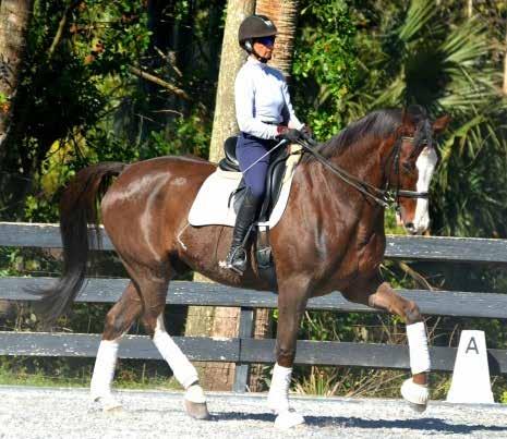 Wonderful character, expressive gaits with big changes, easy lateral work, super extensions and pirouettes.