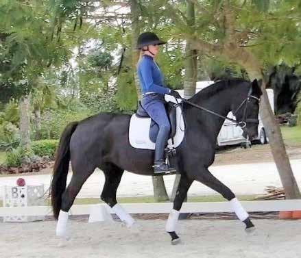 Beatrice, an excellent Grand Prix prospect, is a 2008 Trakehner mare currently competing PSG.