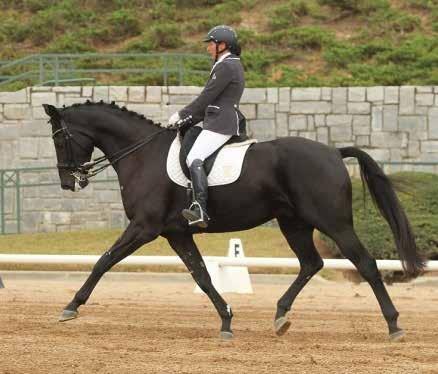 Supple and loose, excellent trainability, schooling 1st/2nd Levels. Perfect for an amateur or trainer to bring up through the levels to GP.