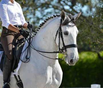 Donatello DC, a 2008 Lusitano gelding by Niquel II with extensive show experience, competing I-1.