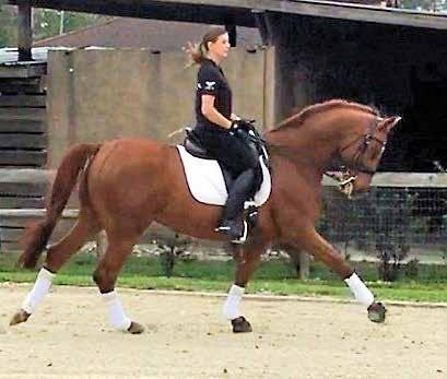 He has a big trot and a powerful engine and is best suited for an experienced rider wanting to work up the levels to Grand Prix.