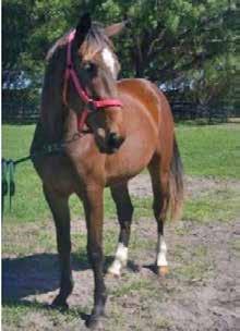 ID# 2175 Flomuccino is a forward thinking, 2007 Oldenburg gelding schooling 4th Level with three expressive gaits, a wonderful work