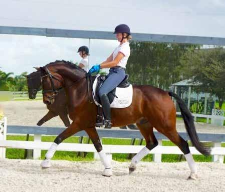 He is super fun to ride and would enjoy having a Jr or YR as a partner, but is also well-suited for an ambitious AA rider.