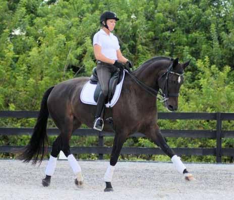 Serenade GGF is an amateur-friendly, 2006 Hanoverian mare by Sir Donnerhill showing 4th Level and schooling PSG.