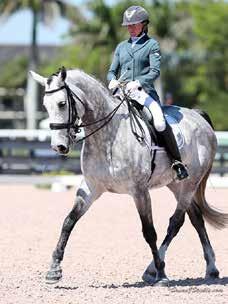 Well-schooled and best suited for an intermediate/advanced rider. ID# 2263 Valentino is an FEI-quality, 2009 RPSI gelding by Viva Voltaire.