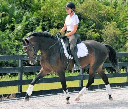 His piaffe and passage is well started and he has an outstanding temperament and rideability. Rubilat is well-suited for a Jr, YR or AA rider.