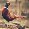 From the king of game birds driven Grouse to Pheasant,