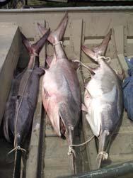 com/world/2017/jan/05/bluefin tuna sells for 500000 at