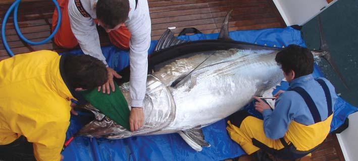 Why all the fuss for a fish? Bluefin tuna are not just another fish. They are renowned for their immense size, power, speed and trans-oceanic migrations.