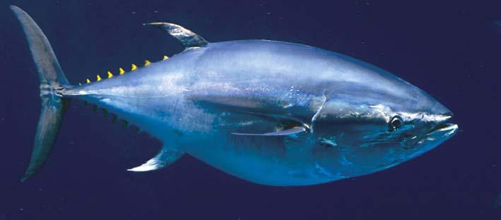 abundance in the last decade. Barb first glimpsed a giant bluefin tuna hanging from a scale, blood dripping from the bullet-shaped head, in Rock Harbor, Massachusetts in the 1960s.