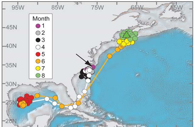 Figure 1 ATLANTIC BLUEFIN TUNA TRACKING TAG movement data yield strong support for the existence of two populations of bluefin tuna in the North Atlantic - a West Atlantic population, which spawns in