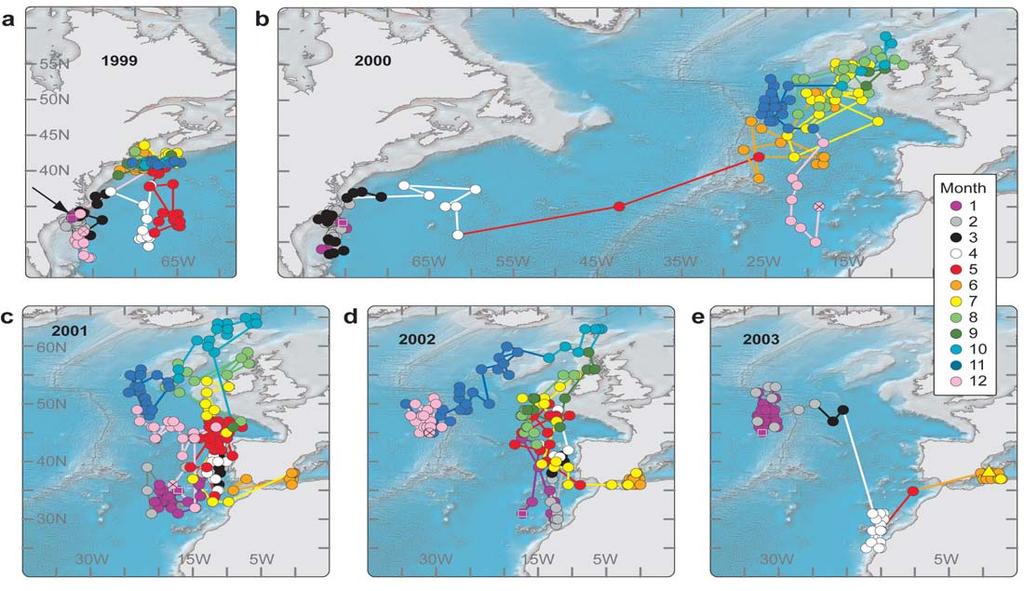 Adolescent and mature bluefin tuna tagged off the North American coast from both populations travel to similar foraging grounds along the East coast of North America and into the North Atlantic.