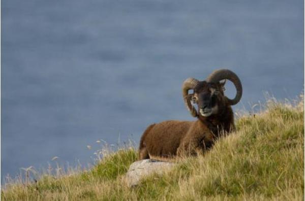 The Soay Sheep example