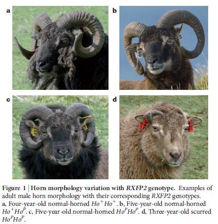 The Soay Sheep example Significant variation in horn length of rams One gene: Relaxin-like receptor 2 (RXFP2) Genetic & phenotypic data of 1,750