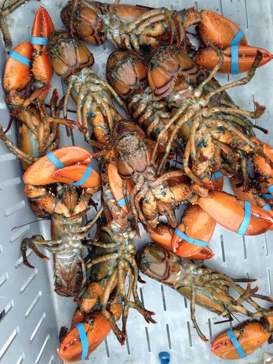 In 1998 there was a huge lobster die off. Heavy rainfall from Hurricane Floyd washed deadly chemicals (malathion & permethrin) into the sound.
