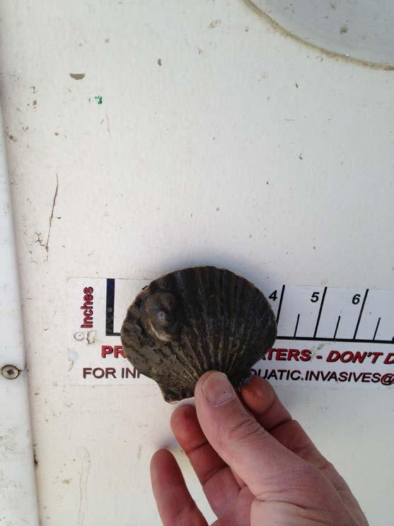 Two year old scallop that was lucky to have survived the winter. I have had difficulty wintering scallops over in 10 to 15.